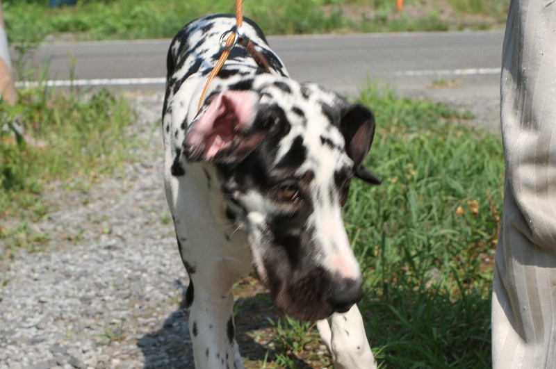 子犬たちの写真(クリックで拡大）