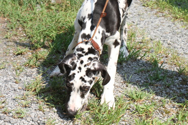 子犬たちの写真(クリックで拡大）